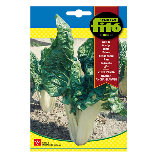 Fitó Seeds - Conventional Horticultural - Green Chard Wide White Pence - Blanver