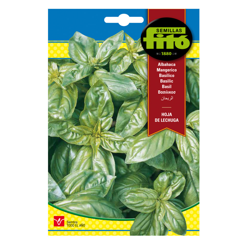 Fitó Seeds - Aromatic - Basil Lettuce Leaf