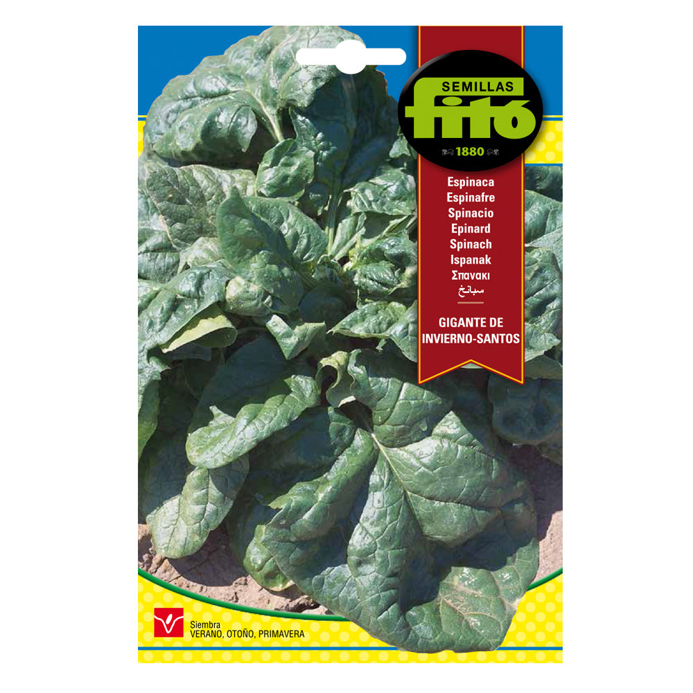 Fitó Seeds - Conventional Horticulturals - Giant Winter Spinach - Santos