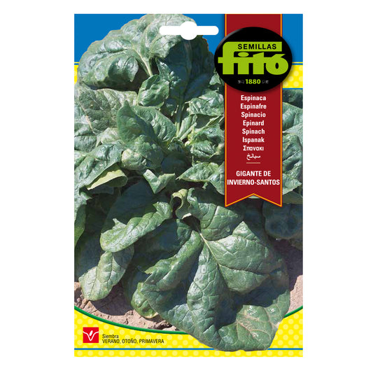 Fitó Seeds - Conventional Horticulturals - Giant Winter Spinach - Santos
